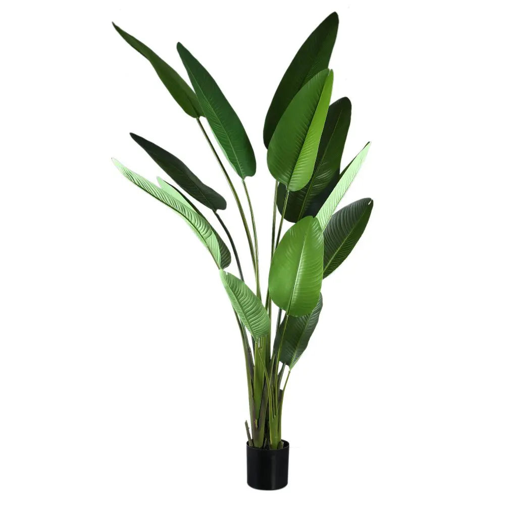 PTMD LEAVES PLANT GREEN PALM BUSH