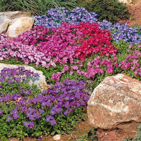 SUTTONS AUBRIETA 'CHEEKY MIX' - SEEDS