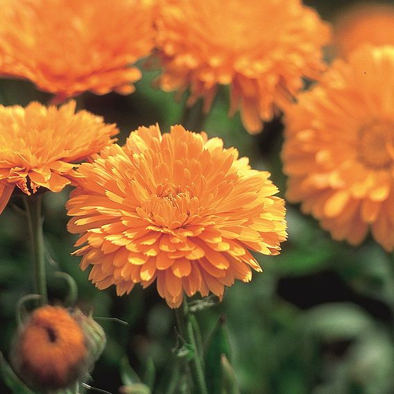 SUTTONS CALENDULA 'ORANGE KING' - SEEDS