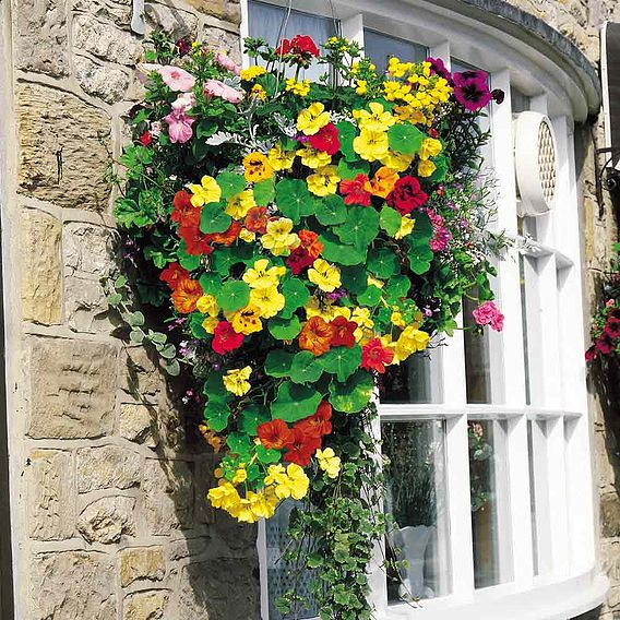 SUTTONS NASTURTIUM 'DAYGLOW MIX' (HANGING BASKET) - SEEDS