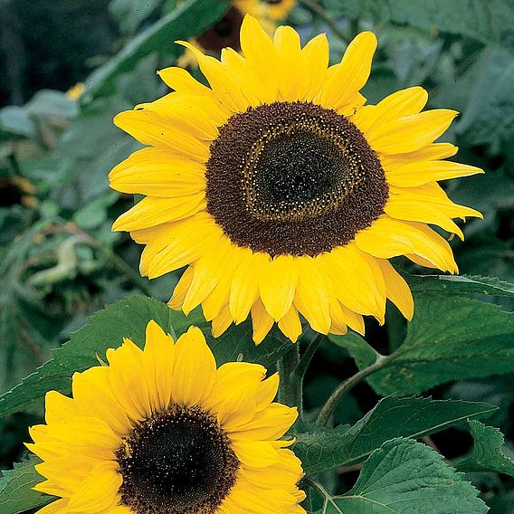 SUTTONS SUNFLOWER 'GIANT YELLOW' - SEEDS