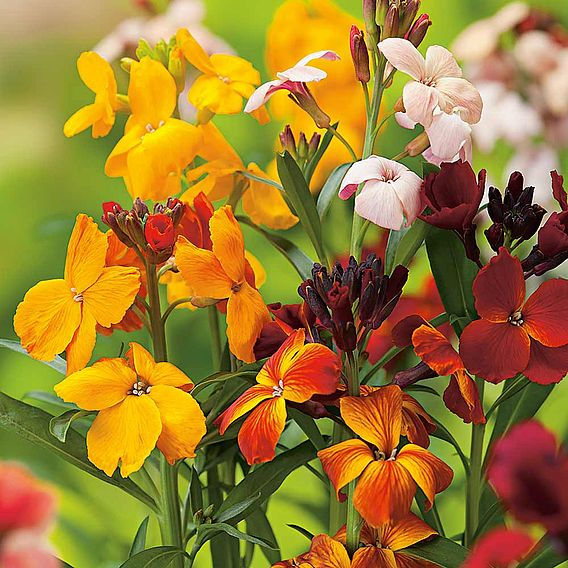 SUTTONS WALLFLOWER 'PERSIAN CARPET MIX' - SEEDS