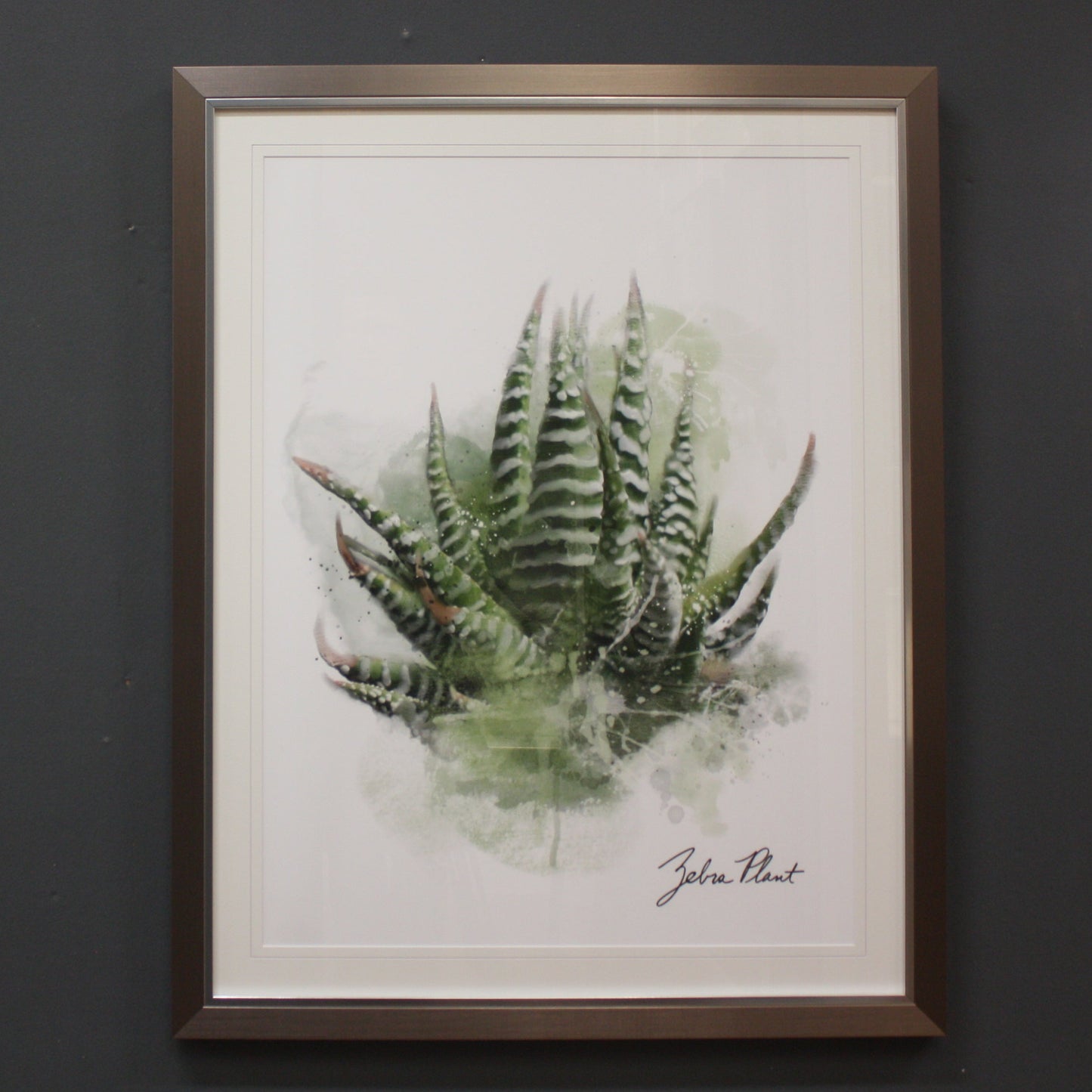 CHERRYTREE SUCCULENT ZEBRA PRINT