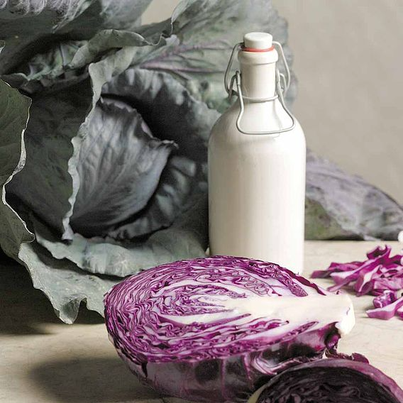 SUTTONS CABBAGE 'RED DRUMHEAD' - SEEDS