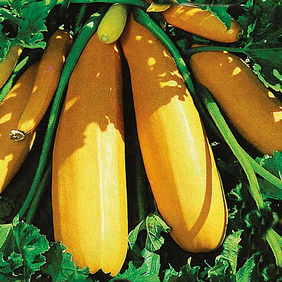 SUTTONS COURGETTE F1 'ATENA' - SEEDS