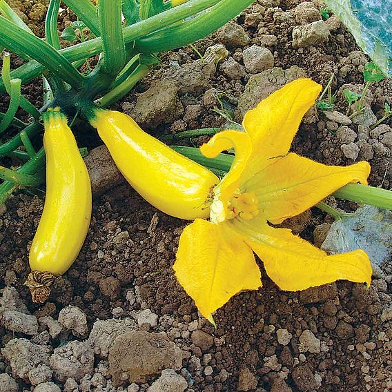 SUTTONS COURGETTE F1 'ATENA' - SEEDS