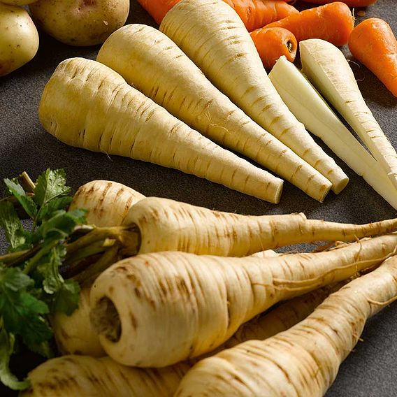 SUTTONS PARSNIP 'TENDER AND TRUE' - SEEDS