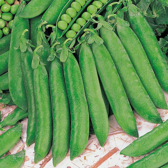 SUTTONS PEA 'HURST GREENSHAFT' - SEEDS