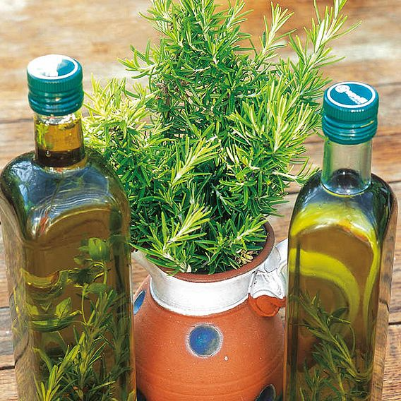 SUTTONS ROSEMARY - HERB SEEDS