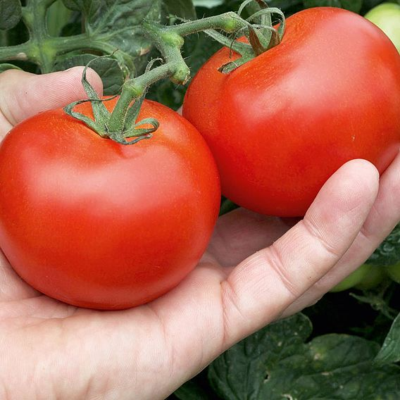 SUTTONS TOMATO 'ALICANTE' - SEEDS