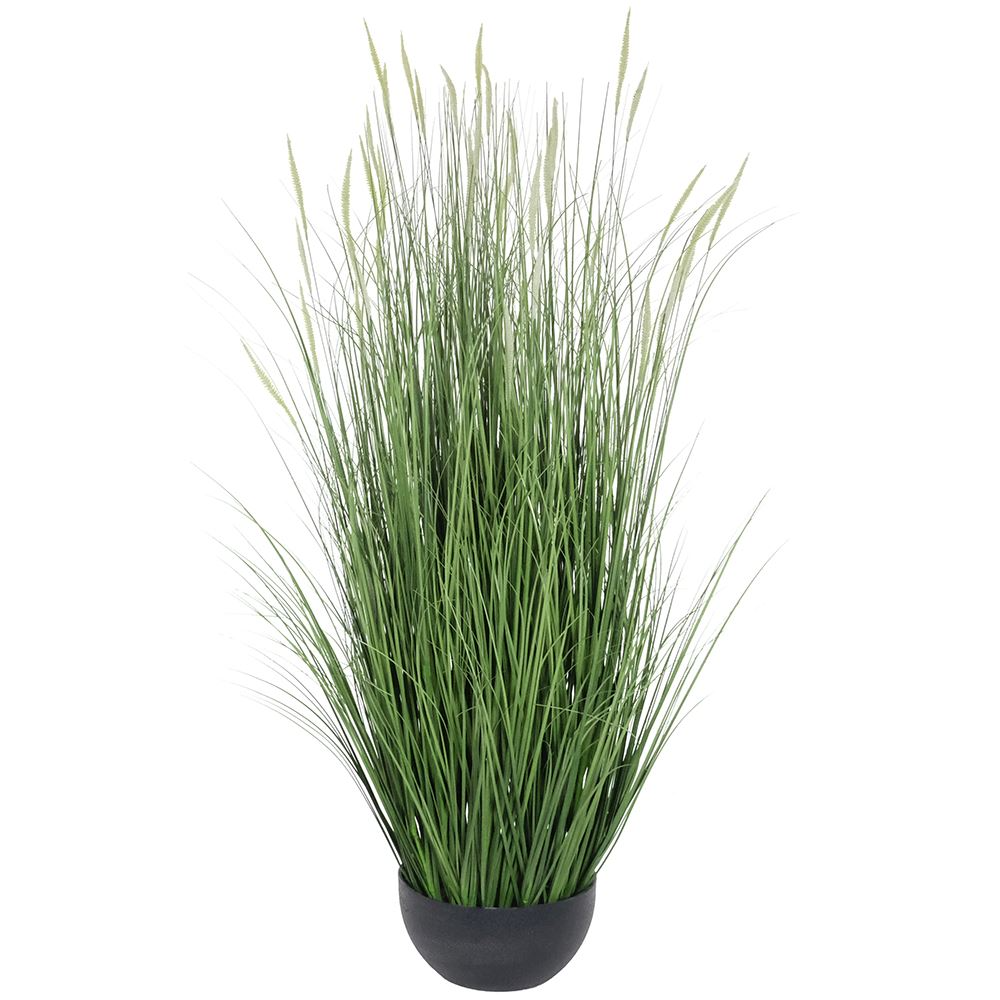 DOGTAIL ONION GRASS BONSAI