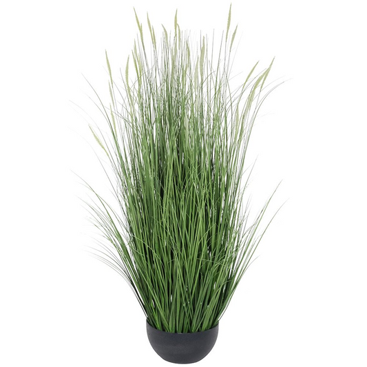 DOGTAIL ONION GRASS BONSAI