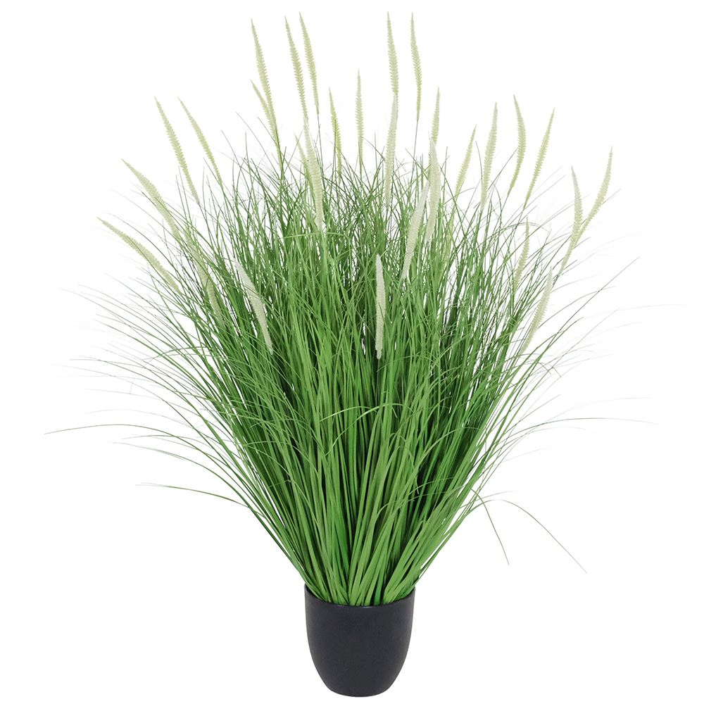 DOGTAIL ONION GRASS BONSAI