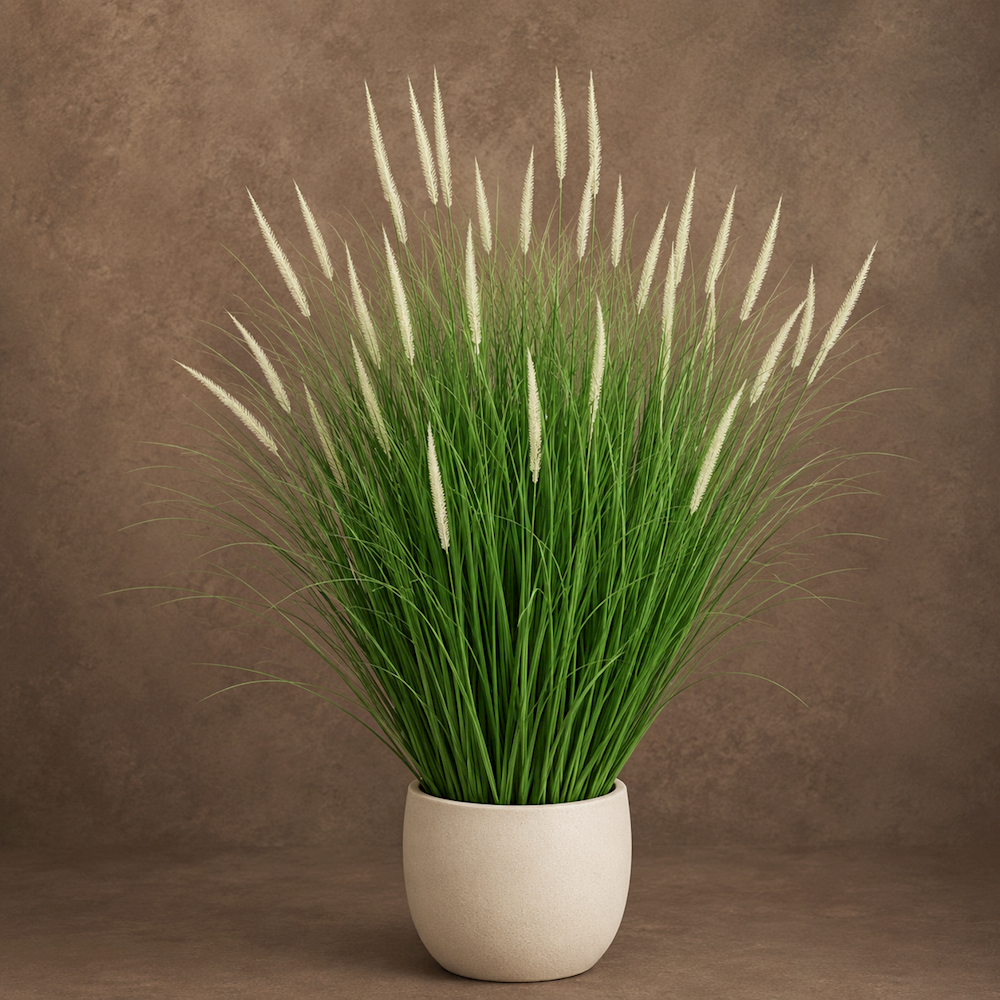 DOGTAIL ONION GRASS BONSAI