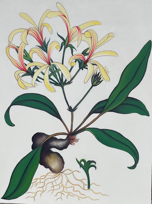 HONEYSUCKLE PRINT
