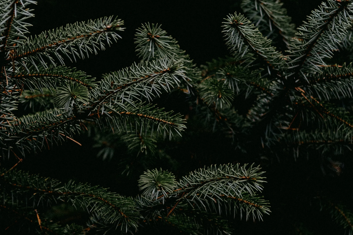 FIELD DAY CLASSIC CANDLE FIR