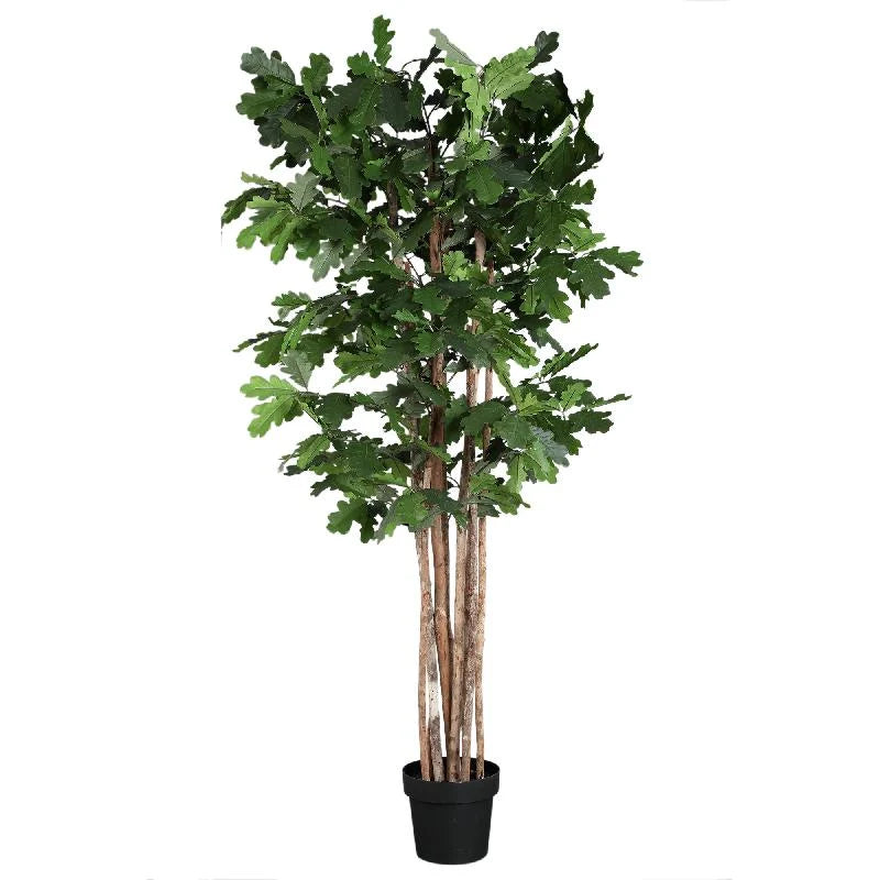 PTMD TREE GREEN OAK IN POT