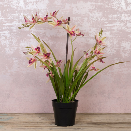 CYMBIDIUM IN POT 66CM
