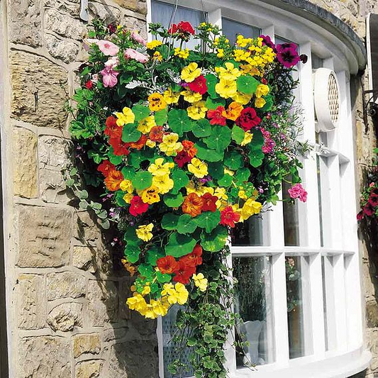 SUTTONS NASTURTIUM 'DAYGLOW MIX' (HANGING BASKET) - SEEDS