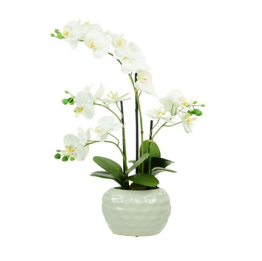 PHALAENOPSIS DIMPLED POT 35CM