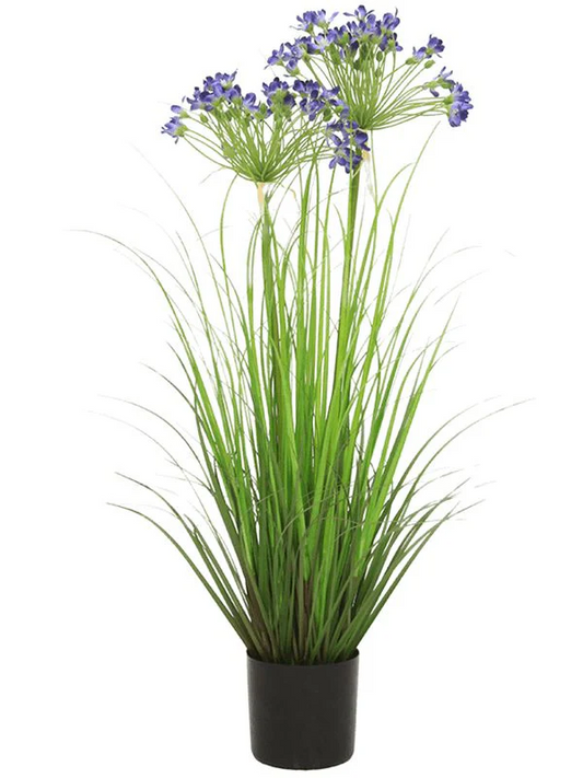 AGAPANTHUS IN POT 80CM